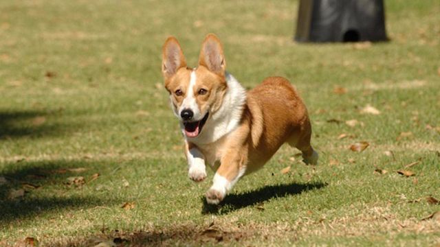 Imagem da notícia Morre cachorro que interpretava Cheddar em Brooklyn Nine-Nine