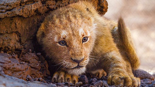 Imagem da notícia Chefe da Sony alfineta produções live-action da Disney 