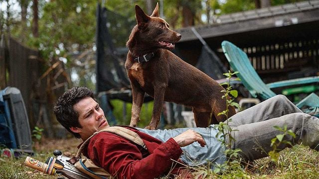 Imagem da notícia Amor e Monstros: Conheça o cachorro Boy, a verdadeira estrela do filme da Netflix com Dylan O'Brien