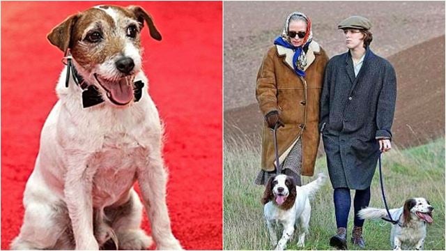 Festival de Cannes 2021: Sabia que existe um prêmio de melhor cachorro em filme? Vencedores do ano já foram anunciados