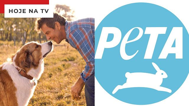 Imagem da notícia Quatro Vidas de um Cachorro na Sessão da Tarde (04/10): Filme da Globo se envolveu em grande polêmica por conta de imagens vazadas