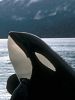 Pôster de Free Willy (2028)