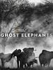 Pôster de Elefantes Fantasmas