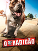 Pôster de O Radicão        