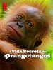 Pôster de Secret Lives of Orangutans