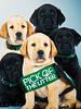 Pôster de Pick of the Litter