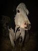 Pôster de Cow