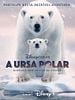 Pôster de A Ursa Polar