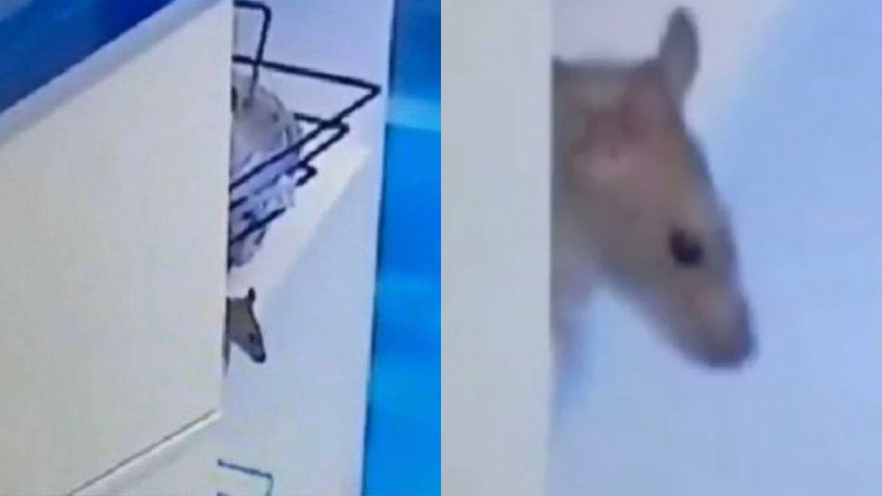 O rato Genilson no BBB 20