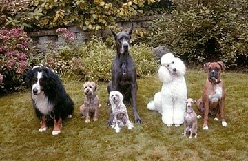 Foto do filme Um Cão do Outro Mundo - Foto 7 de 9 - AdoroCinema