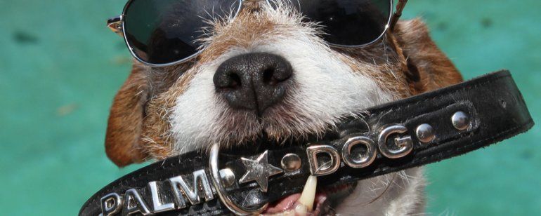 Festival de Cannes 2015: Quem será o grande vencedor do Palm Dog?