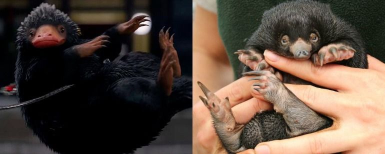 Animais Fantásticos e Onde Habitam: Acharam um Pelúcio na vida real