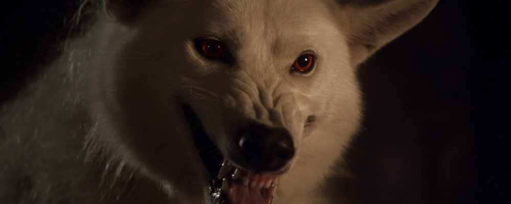 Fãs de Game of Thrones estão comprando (e abandonando) huskies porque se  parecem com os Lobos Gigantes dos Stark - Notícias Série - como visto na  Web - AdoroCinema