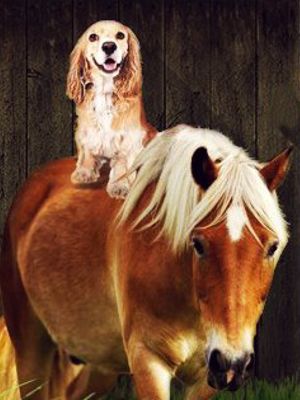 A Dog & Pony Show - Filme 2016 - AdoroCinema