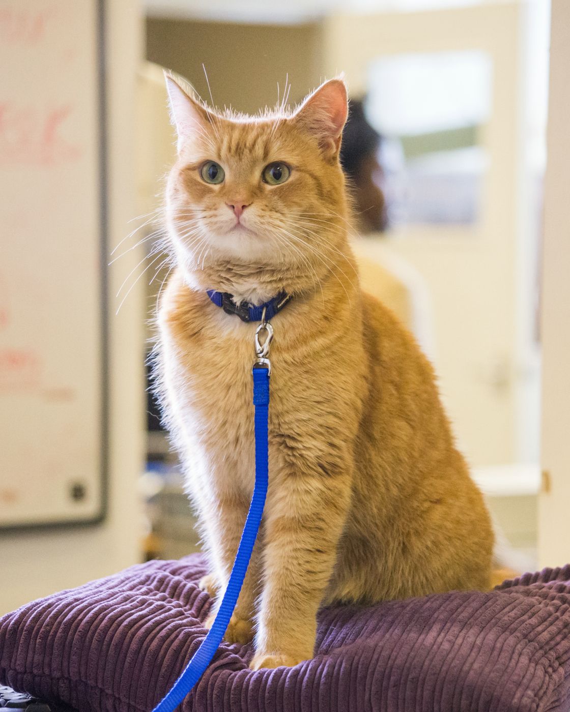 Foto do filme Um Gato de