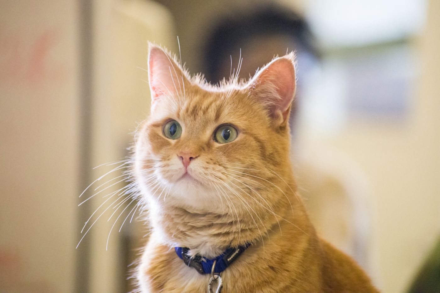 Filme Um Gato de Rua Chamado