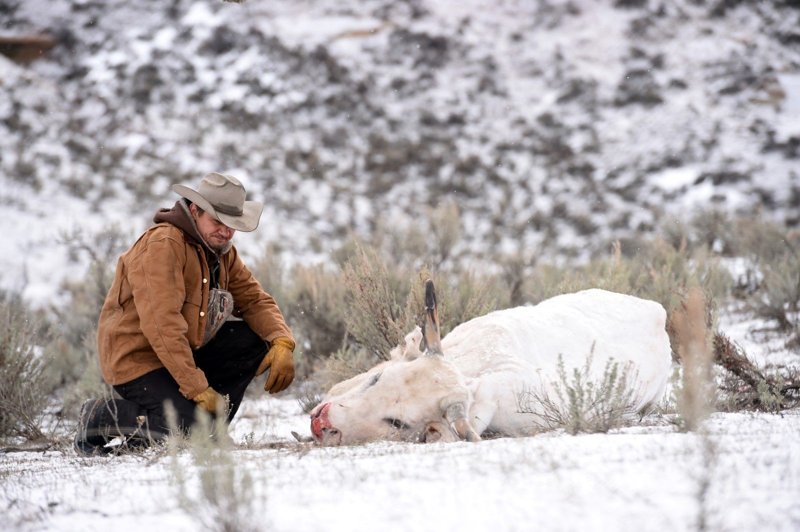 Foto do filme Terra Selvagem Foto 1 de 21 AdoroCinema Foto do filme Terra Selvagem Foto 1 de 21 AdoroCinema