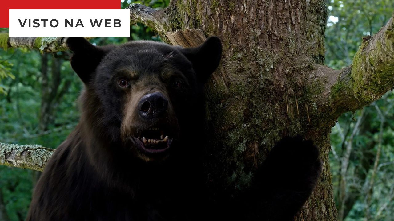 O urso do pó branco e outros cinco filmes de ursos ferozes para você  conferir! 