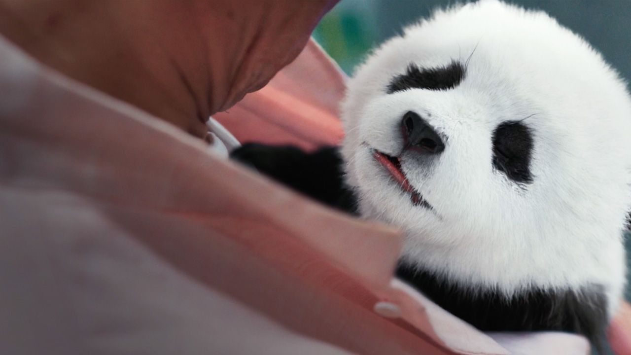 Operação Panda : Fotos