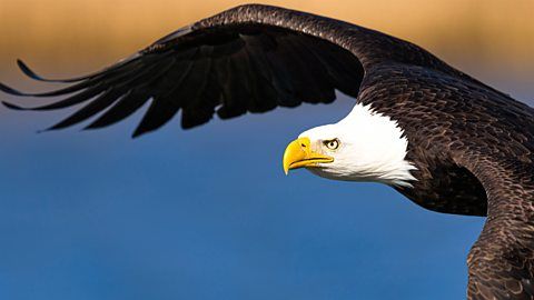 The Americas : Fotos