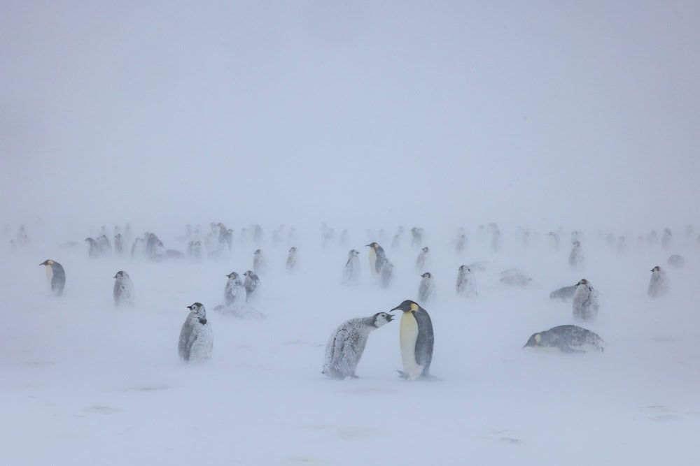Segredos dos Pinguins : Fotos