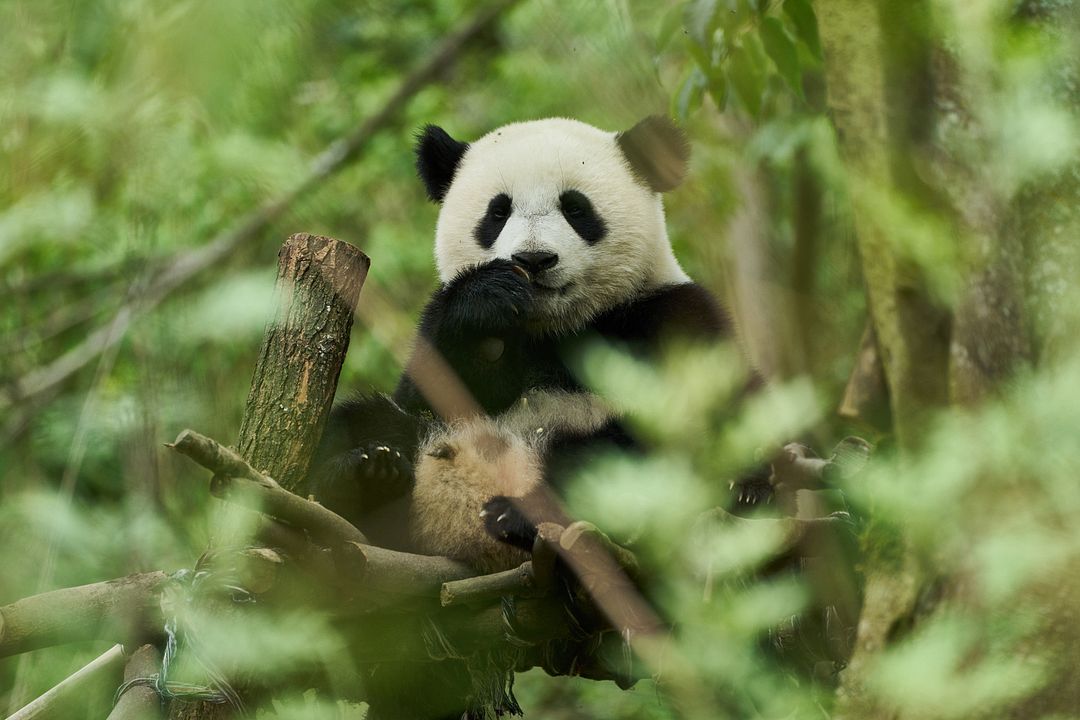 O Menino e o Panda : Fotos