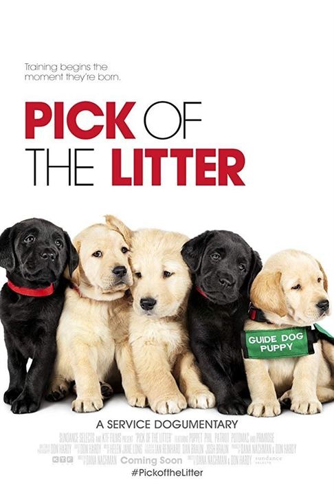 Pick of the Litter : Poster
