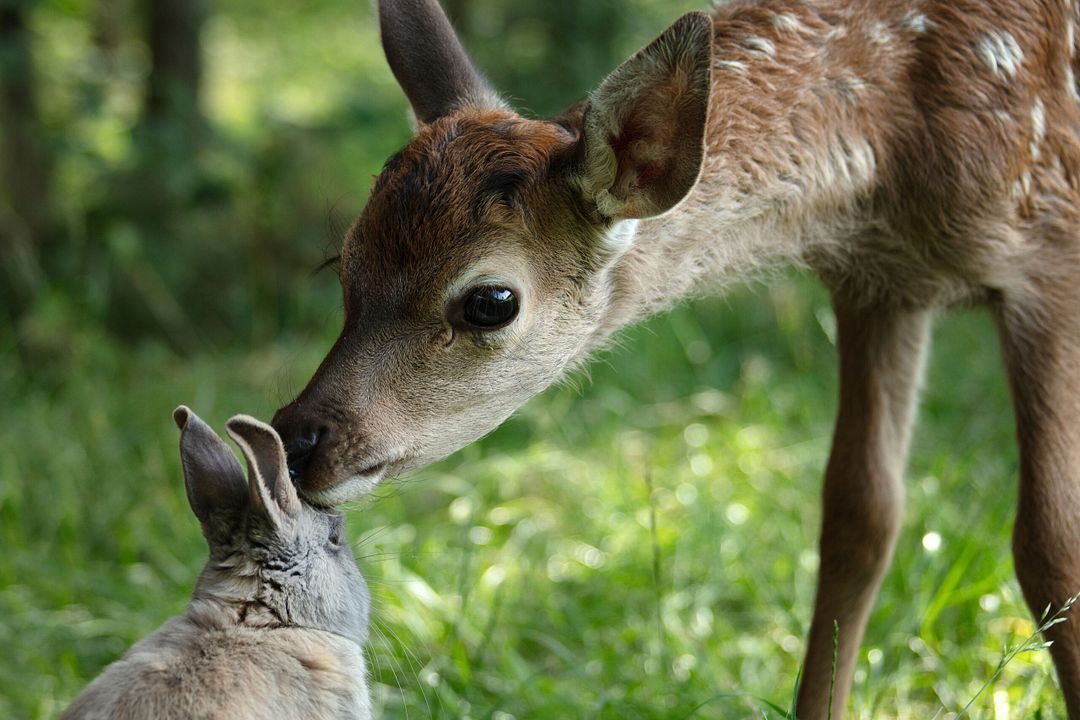 Bambi: Uma Aventura na Floresta : Fotos