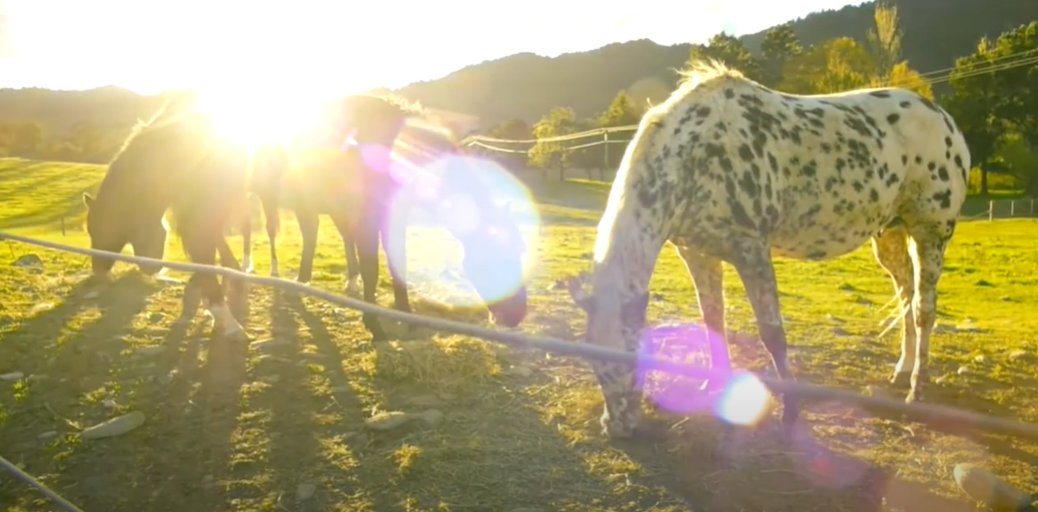 O verdadeiro Appaloosa : Fotos