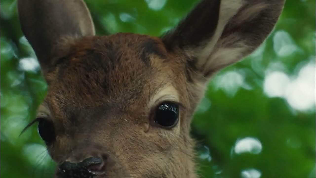 Bambi: Uma Aventura na Floresta : Fotos