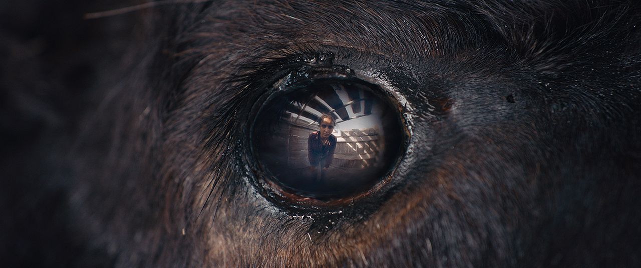 Animale : Fotos