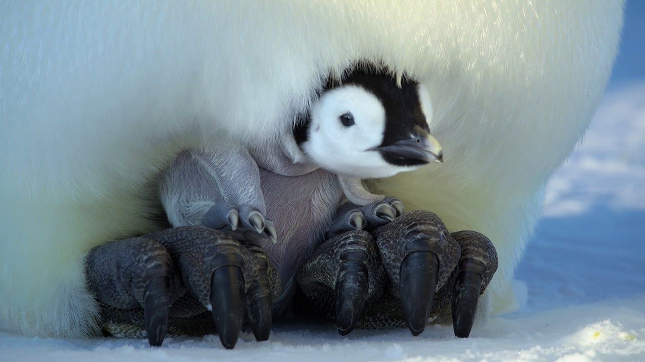 Segredos dos Pinguins : Fotos