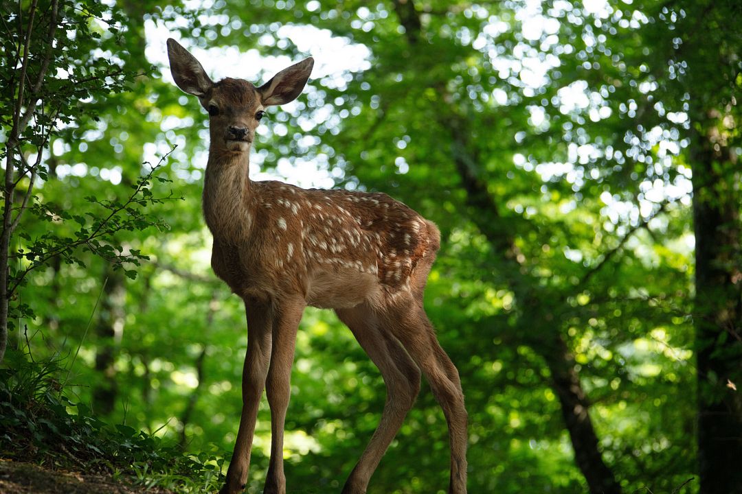Bambi: Uma Aventura na Floresta : Fotos