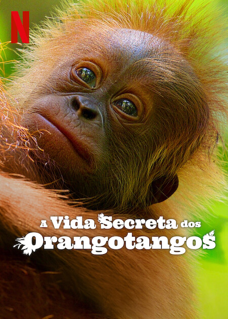 Secret Lives of Orangutans : Poster