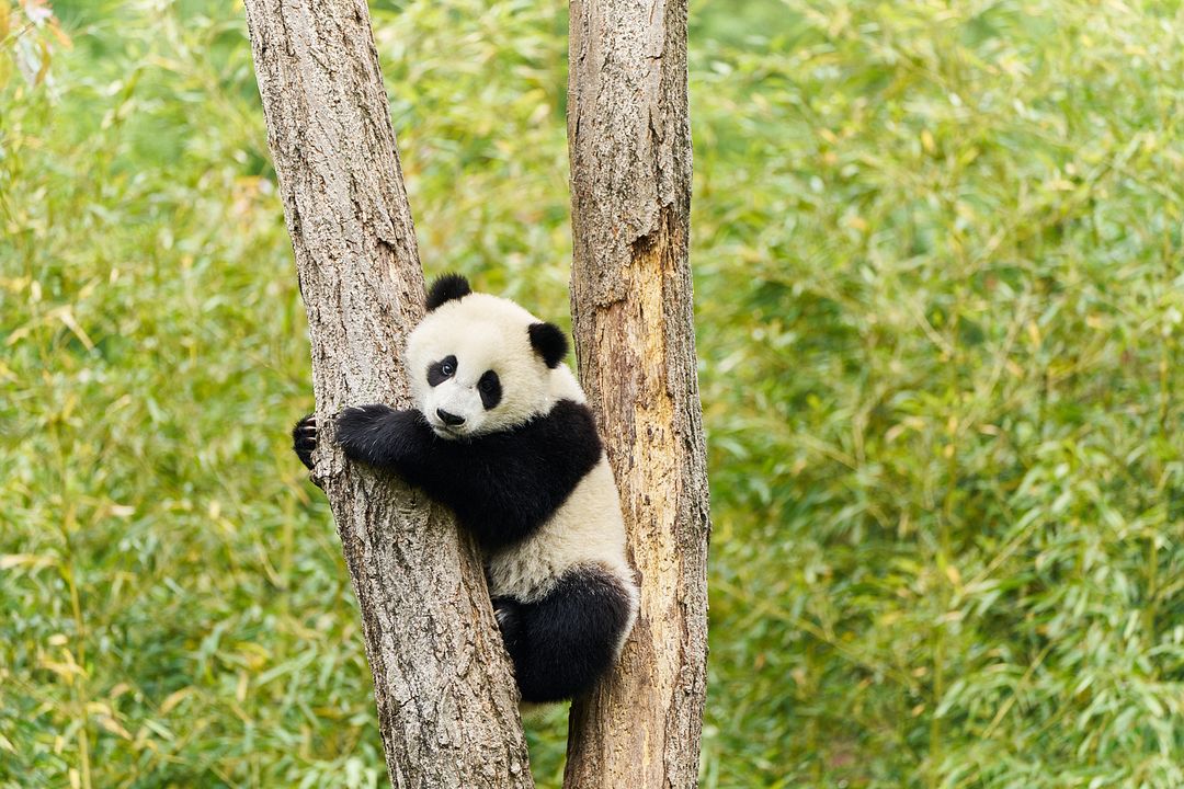 O Menino e o Panda : Fotos