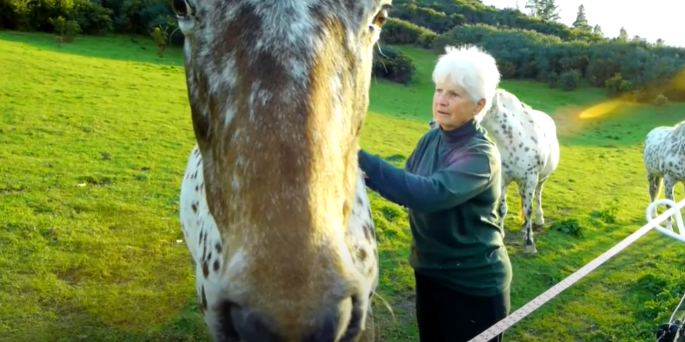 O verdadeiro Appaloosa : Fotos