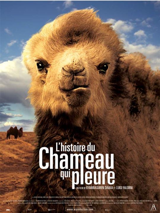 Camelos Também Choram : Poster