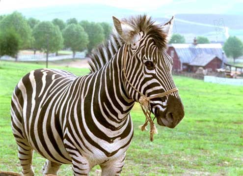 Deu Zebra! : Fotos Frederik Du Chau