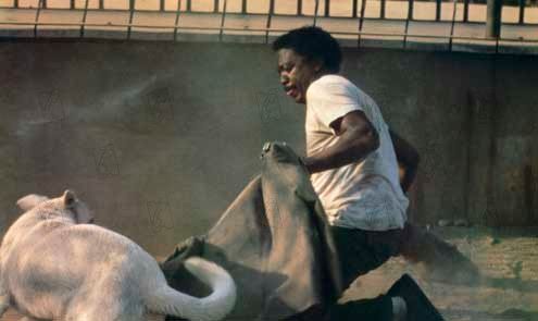 Cão Branco : Fotos Samuel Fuller