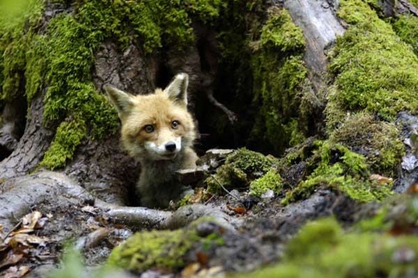 Le renard et l'enfant : Fotos