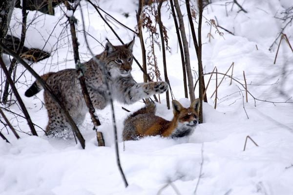 Le renard et l'enfant : Fotos