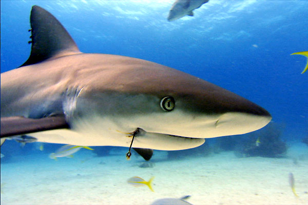 Sharkwater : Fotos Rob Stewart