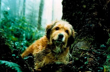 Benji - Um Cão Desafia a Selva : Fotos Joe Camp