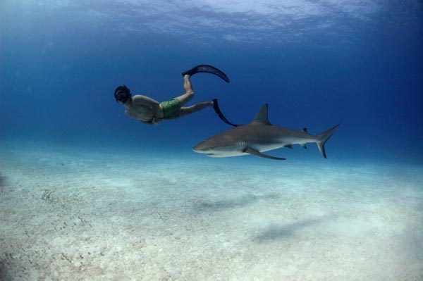 Sharkwater : Fotos
