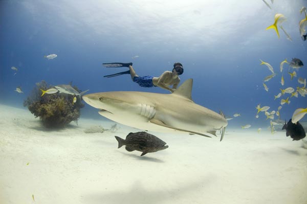 Sharkwater : Fotos