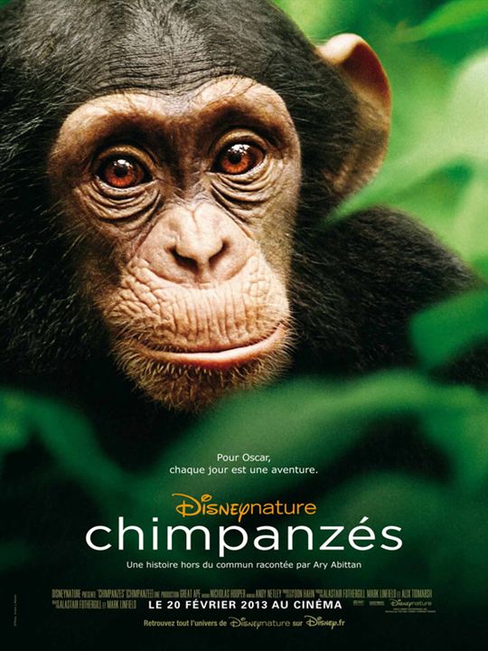 Chimpanzés : Poster