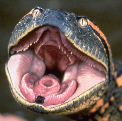 Anaconda : Fotos