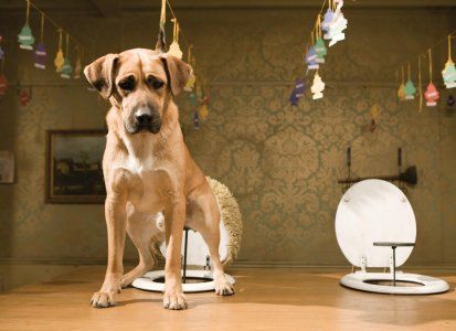 Um Hotel Bom pra Cachorro : Fotos