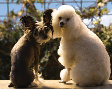 Um Hotel Bom pra Cachorro : Fotos