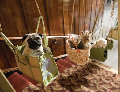 Um Hotel Bom pra Cachorro : Fotos